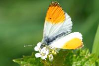 Anthocharis cardamines
