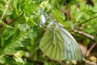 Pieris napi