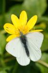 Pieris rapae