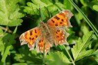 Polygonia c-album