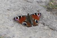 Aglais io