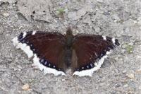 Nymphalis antiopa