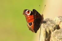 Aglais io