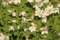 Anthocharis cardamines