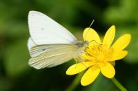 Pieris rapae