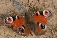 Aglais io