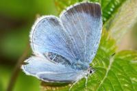 Celastrina argiolus