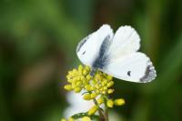 Anthocharis cardamines