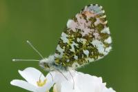 Anthocharis cardamines