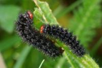 Melitaea cinxia