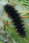 Melitaea cinxia