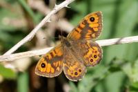 Lasiommata megera