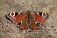 Aglais io