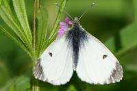 Anthocharis cardamines