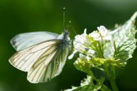 Pieris napi