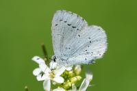 Celastrina argiolus