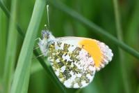 Anthocharis cardamines
