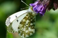 Anthocharis cardamines