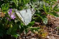 Euchloe crameri