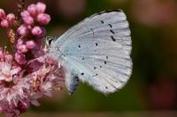 Celastrina argiolus