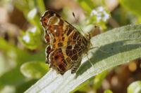 Araschnia levana