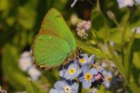 Callophrys rubi
