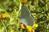 Celastrina argiolus