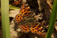 Araschnia levana