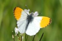 Anthocharis cardamines