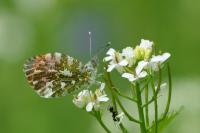 Anthocharis cardamines