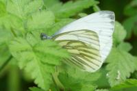 Pieris napi
