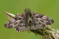 Carcharodus alceae