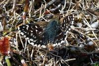 Spialia sertorius