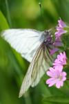 Pieris napi