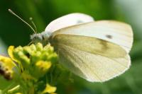 Pieris rapae