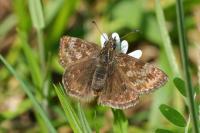 Erynnis tages