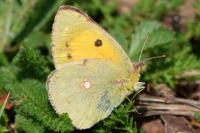 Colias crocea