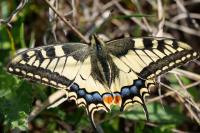 Papilio machaon