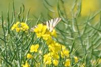 Iphiclides podalirius