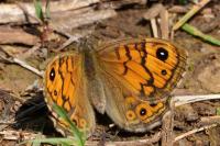 Lasiommata megera