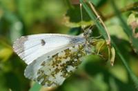 Anthocharis cardamines
