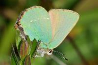 Callophrys rubi