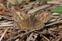Erynnis tages