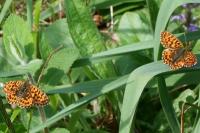 Boloria dia