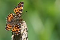 Araschnia levana