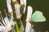 Callophrys rubi