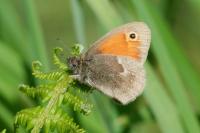 Coenonympha pamphilus