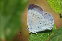 Celastrina argiolus