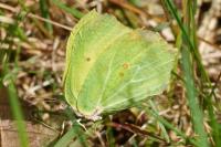 Gonepteryx rhamni