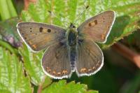 Lycaena tityrus
